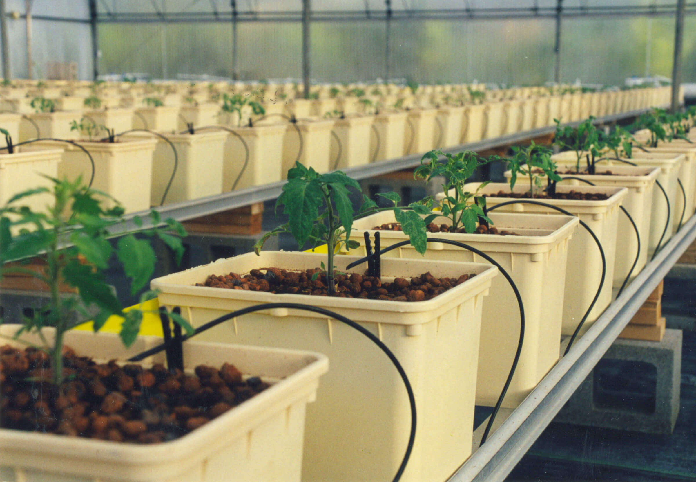Algae Control in Hydroponics: Keeping Your System Clean and Healthy